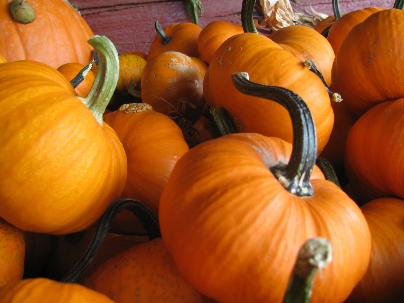 pumpkins
